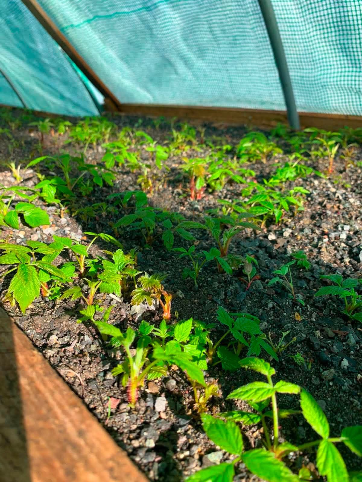 Camas de propagación del vivero Verde Haba bajo malla de sombra